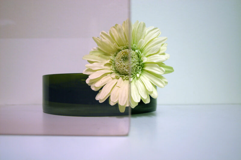 0001CoralRose